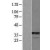 Western Blot: HSD11B1 Lysate [NBL1-11719] - Western Blot experiments. 
Left-Control; Right -Over-expression Lysate for HSD11B1